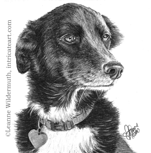304x308 Leanne Wildermuth Artist - Dog Drawing Art