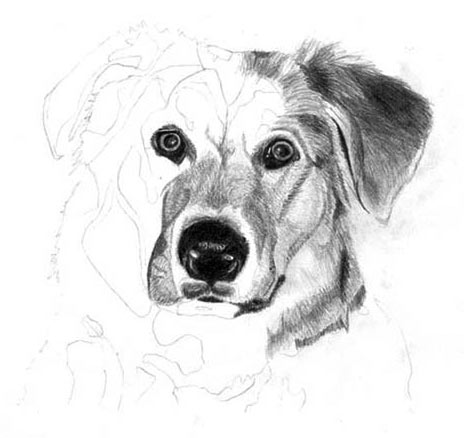 464x438 Learn How To Draw A Dog, Graphite Art Lesson - Dog Drawing Art