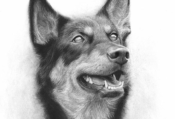 585x398 Liu Ling Singapore Charcoal Drawing Artist - Dog Drawing Art