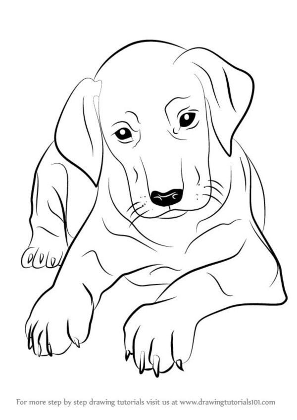 600x849 Simple Dog Drawing To Follow And Practice Animal Sketches - Dog Drawing Art