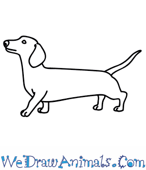 300x350 How To Draw A Wiener Dog - Dog Drawing Easy