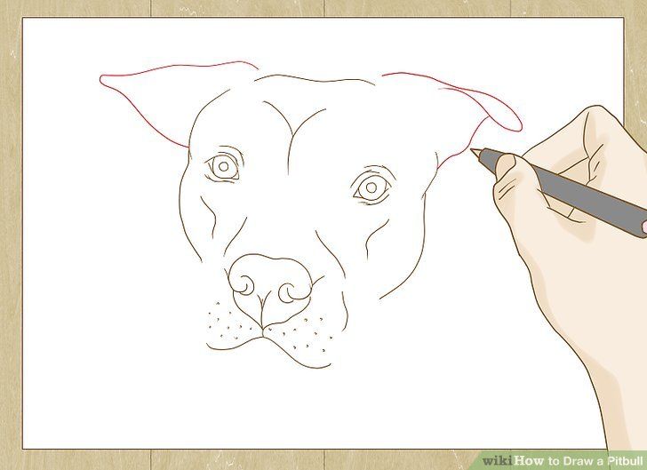 728x529 Draw A Pitbull Drawings Drawings, Drawing Techniques, Painting - Dog Drawing Games