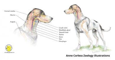 390x205 Dog Skeleton Game - Dog Drawing Games