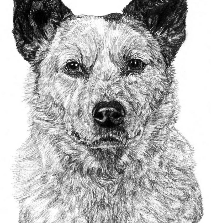 804x850 Australian Cattle Dog Drawing - Dog Drawing Games