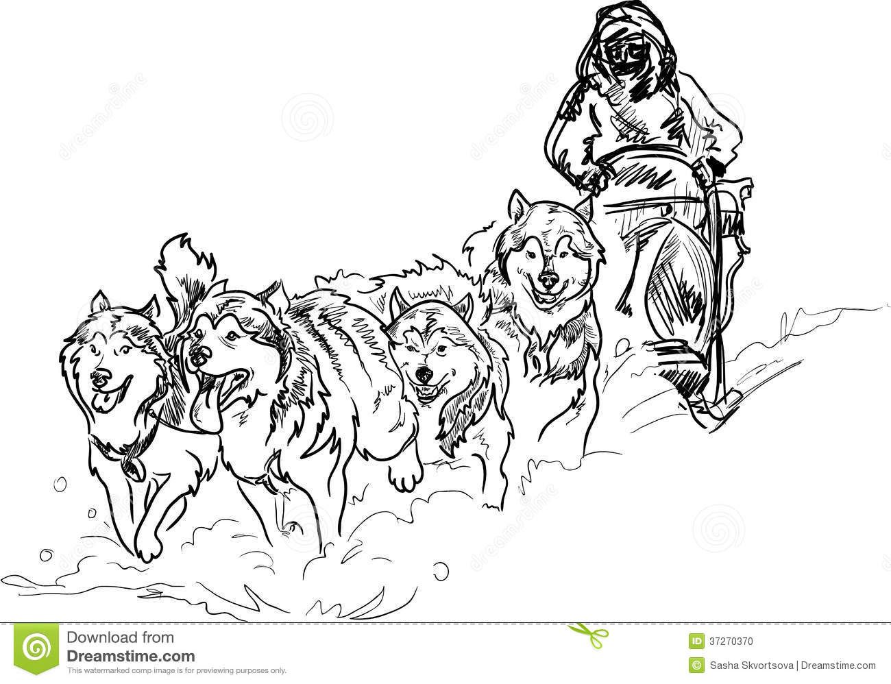 1300x998 dog sled coloring pages stock photo alaskan dogs print - Dog Drawing Pages