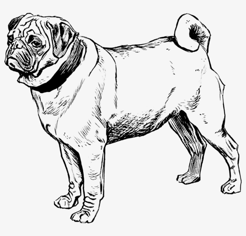 820x785 Pug Drawing T - Dog Drawing Pages