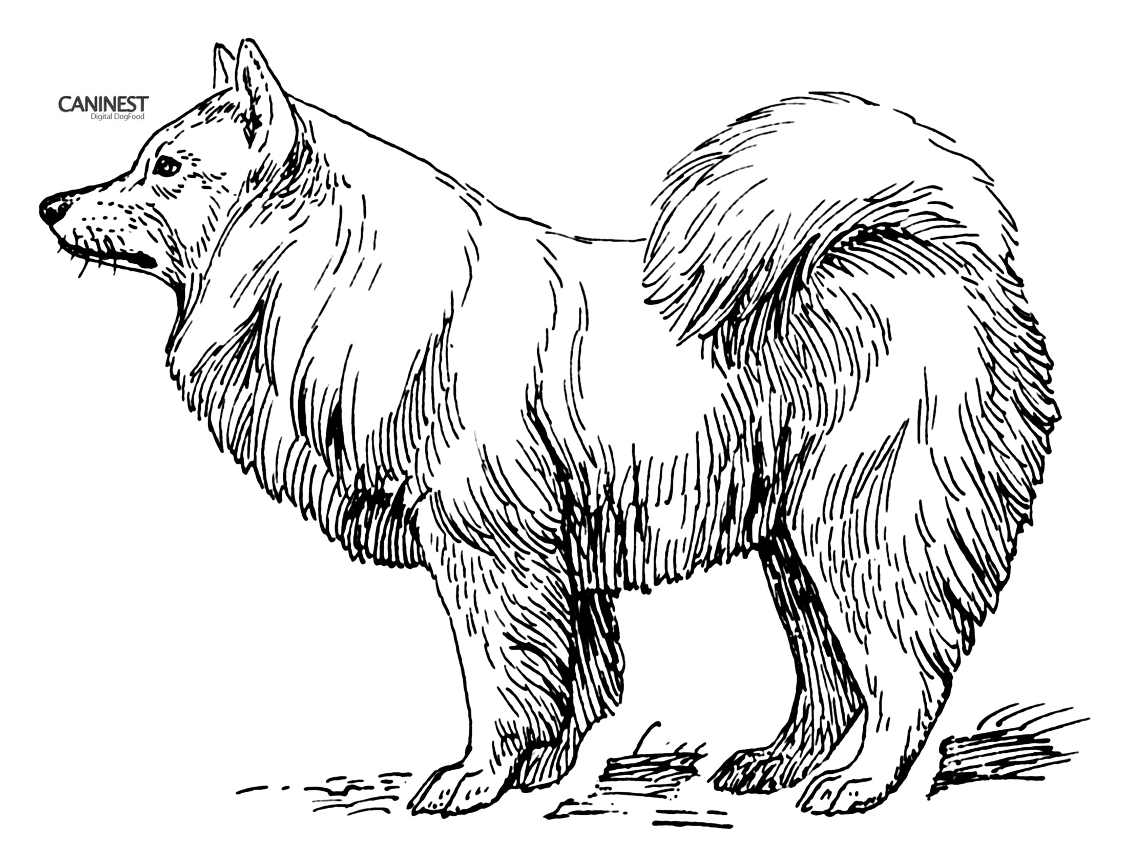 2200x1691 Samoyed Coloring Pages - Dog Drawing Pages