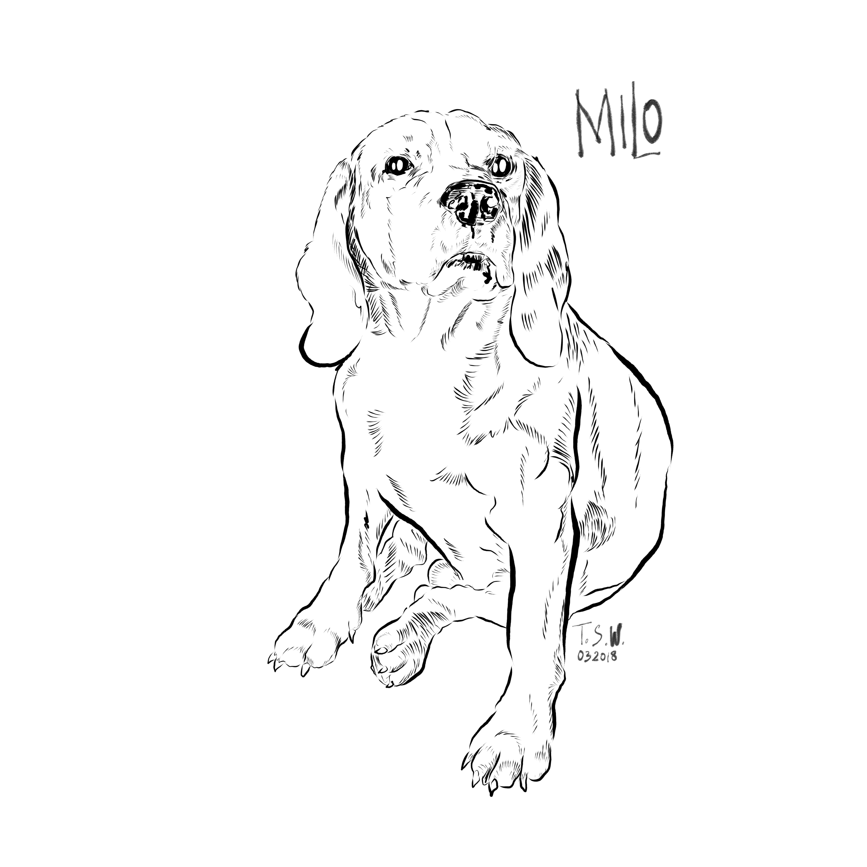 3000x3000 dog drawing march milo the beagle the wander paws - Dog Drawing Pics