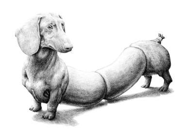 375x272 Dog Sausage Drawing - Dog Drawing Pics