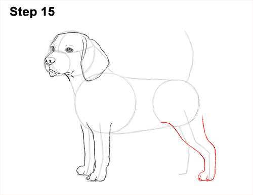 500x386 how to draw a beagle - Dog Drawing Pics