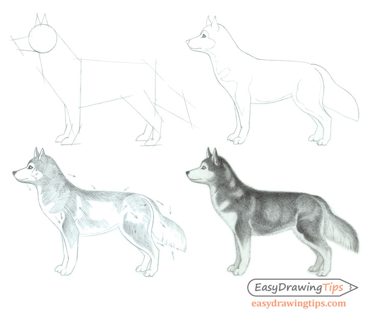 728x620 How To Draw A Dog Step - Dog Drawing Pics