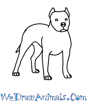 300x350 How To Draw A Pitbull Dog - Dog Drawing Pics