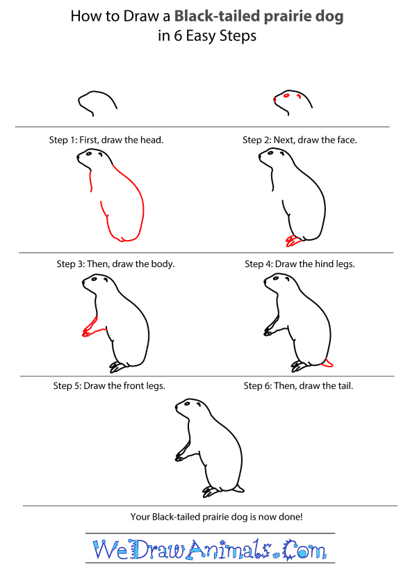 600x831 How To Draw A Black Tailed Prairie Dog - Dog Drawing Step By Step