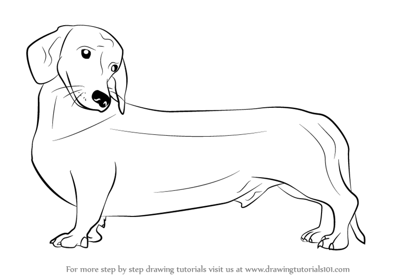 800x565 Learn How To Draw A Wiener Dog - Dog Drawing Step By Step