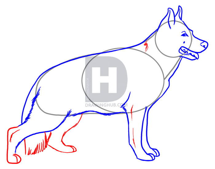 700x551 How To Draw A Realistic Dog, Draw Real Dog, Step - Dog Drawing Step By Step