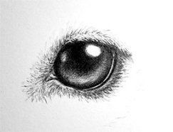 243x186 how to dog's eye tutorial dogs drawings, animal sketches, dogs - Dog Eyes Drawing
