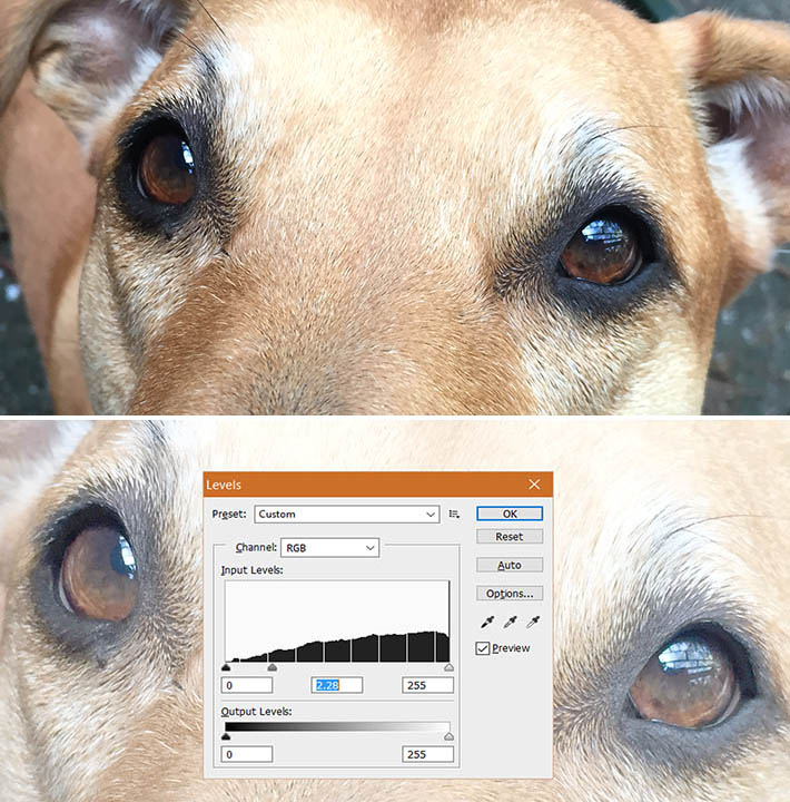 710x720 How To Draw A Dog Eyes - Dog Eyes Drawing