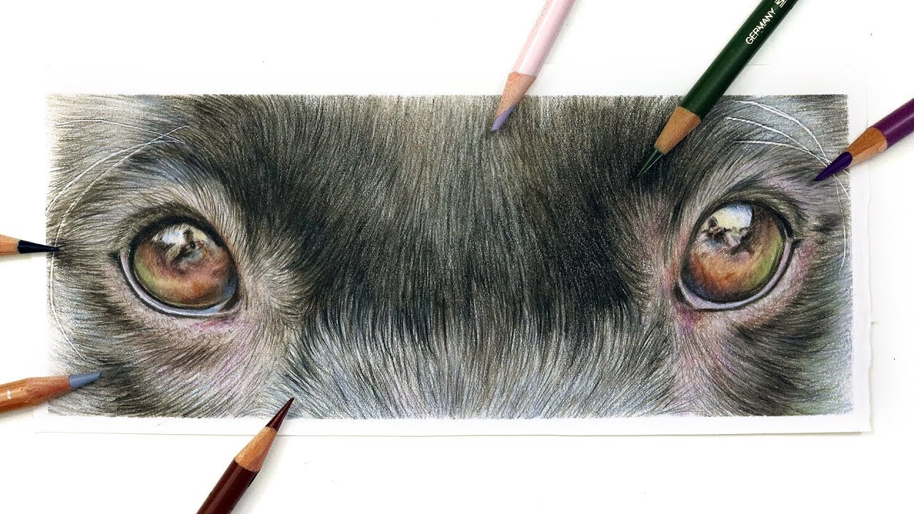 1280x720 How To Draw Dog's Eyes With Coloured Pencil Drawing Tutorial - Dog Eyes Drawing