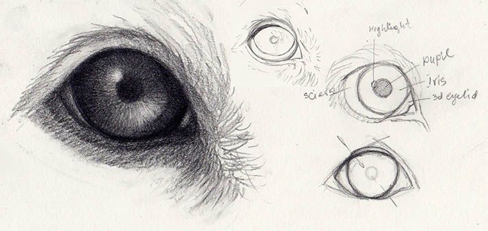 710x337 how to draw dog eyes that look amazingly realistic animals - Dog Eyes Drawing