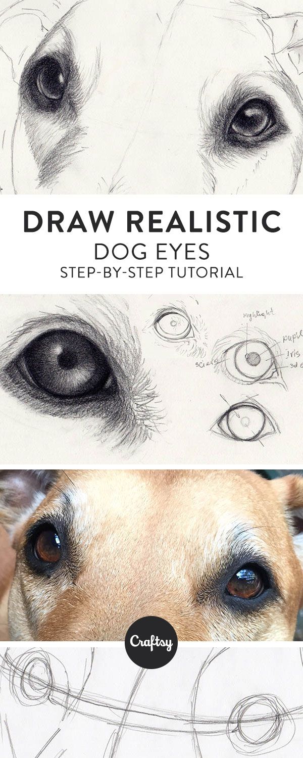 600x1500 how to draw dog eyes that look amazingly realistic drawing - Dog Eyes Drawing