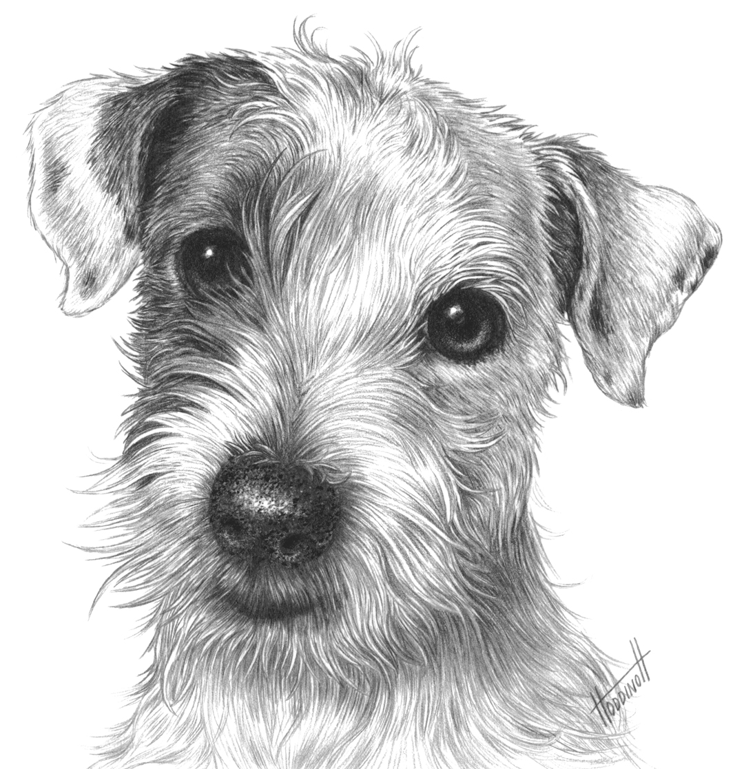 1080x1117 Isaac The Jack Russell - Dog Eyes Drawing