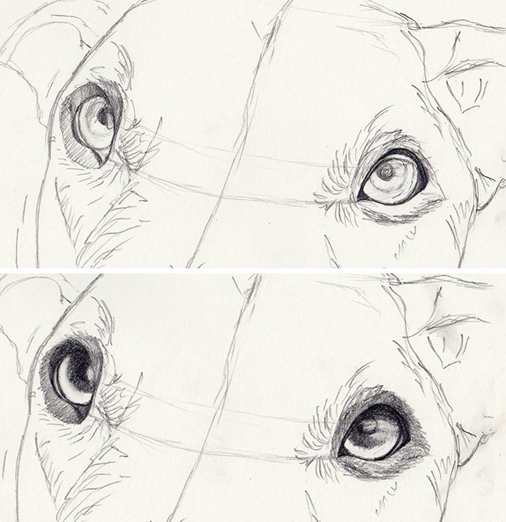 710x733 how to draw dog eyes that look amazingly realistic - Dog Eyes Drawing