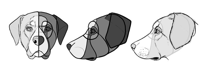 800x272 How To Draw A Dog Details Make The Difference - Dog Eyes Drawing