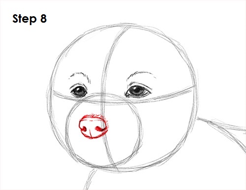 500x386 How To Draw A Puppy - Dog Eyes Drawing