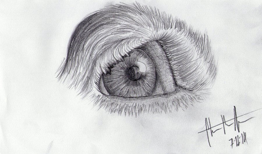900x531 Dog Eye Sketch Best Cars - Dog Eyes Drawing