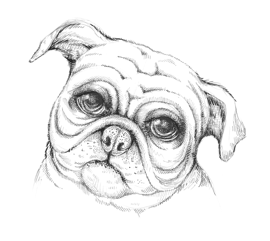 900x803 New Tutorial Drawing A Pug Dog Eugenia Hauss - Dog Eyes Drawing