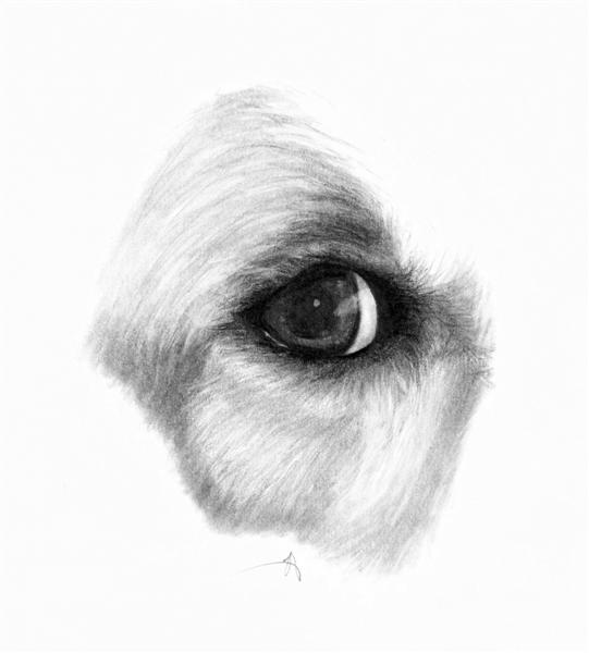 Dog Eyes Drawing at PaintingValley.com | Explore collection of Dog Eyes