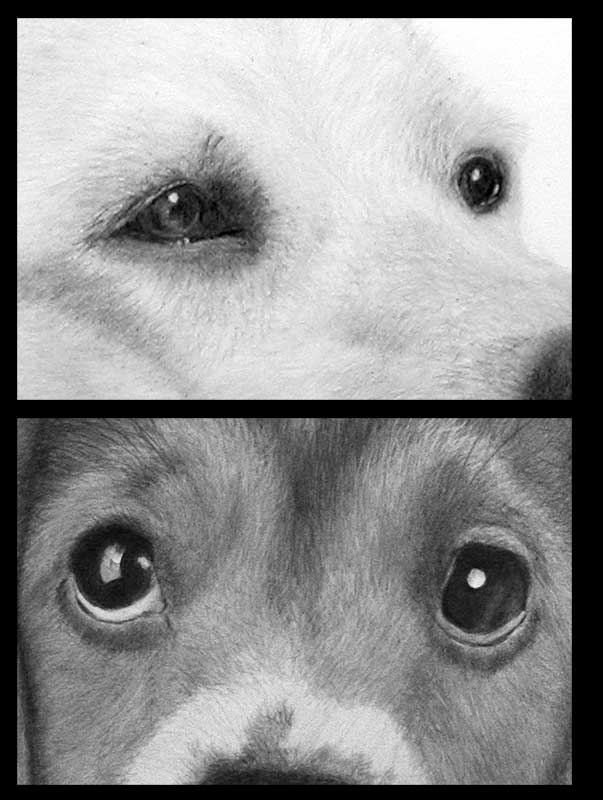 603x800 Dog Eyes - Dog Eyes Drawing