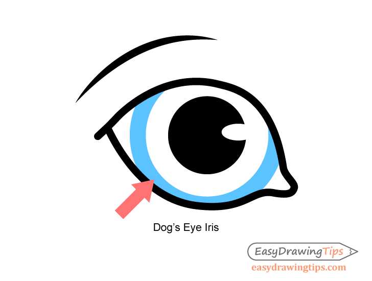 728x550 Dog Head Front View Drawing Step - Dog Eyes Drawing