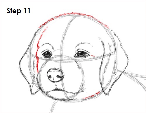 500x386 How To Draw A Puppy - Dog Face Drawing