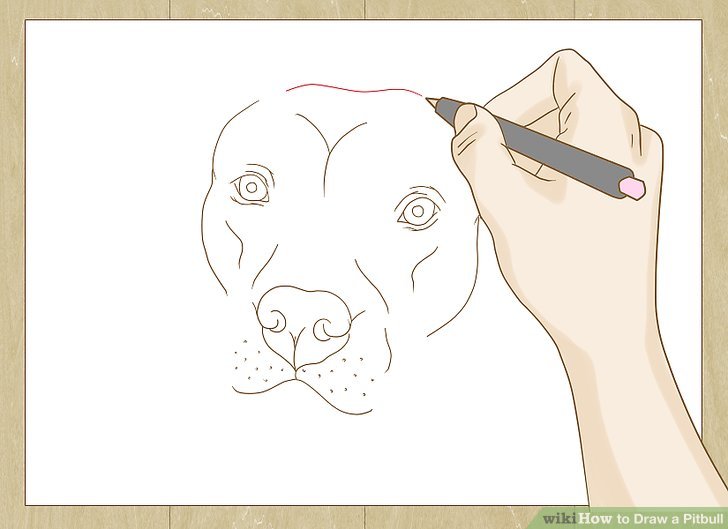 728x529 How To Draw A Pitbull - Dog Face Drawing Step By Step