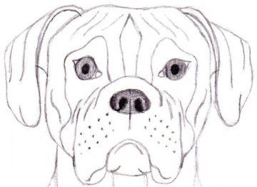 360x263 Husky Dog Face Illustration Line Drawing Head - Dog Face Line Drawing