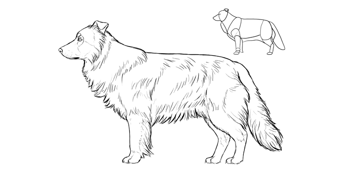 700x357 How To Draw A Dog Details Make The Difference - Dog For Drawing