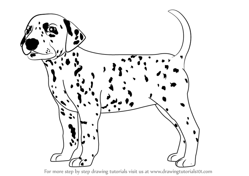 800x566 learn how to draw a dalmatian dog - Dog For Drawing