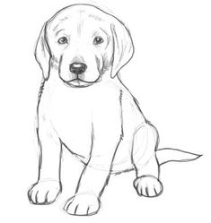 235x249 best drawings of dogs images in drawings of dogs, animal - Dog For Drawing