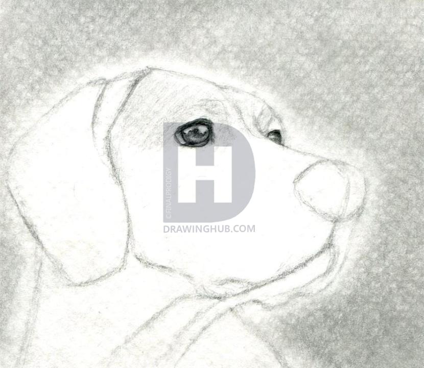 830x720 how to draw a dog head, dog head, step - Dog Head Drawing