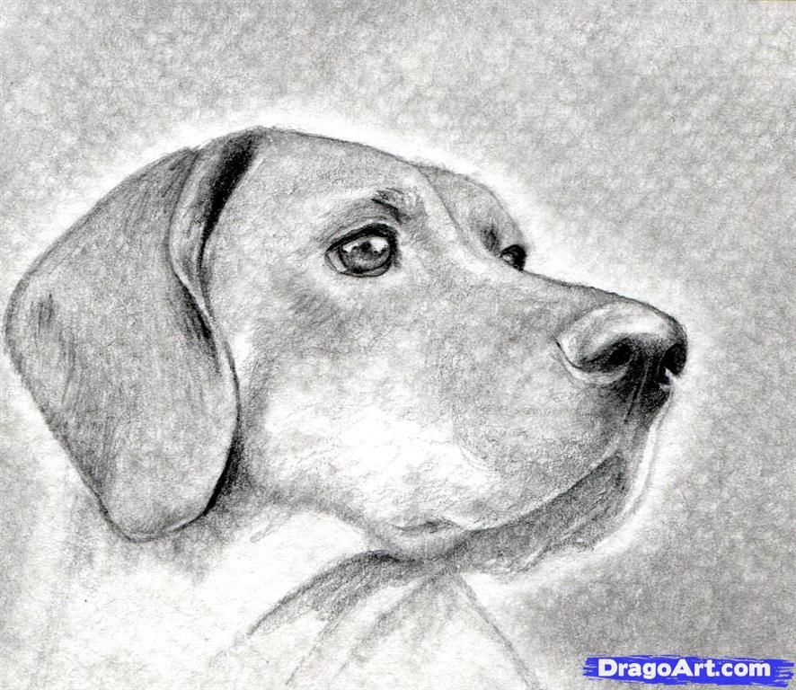 886x768 how to draw a dog head, dog head, step - Dog Head Drawing