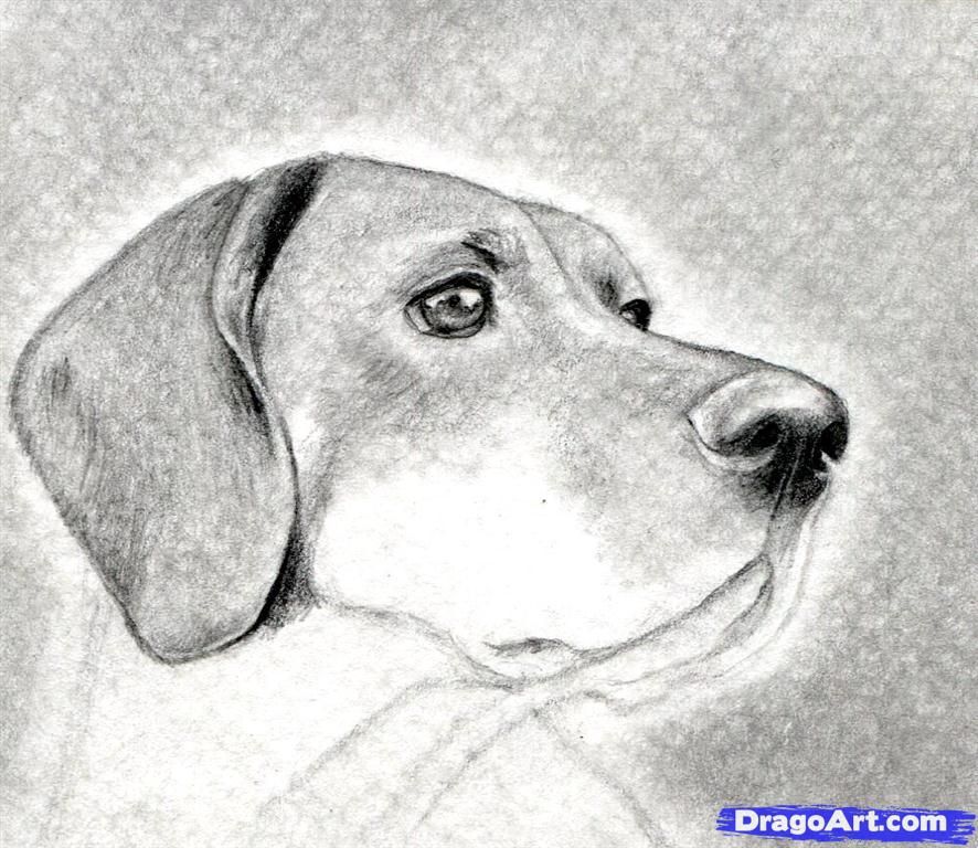 Dog Head Drawing at PaintingValley.com | Explore collection of Dog Head ...