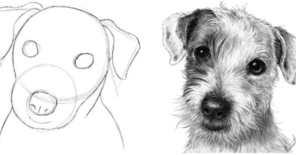600x315 how to draw a dog head basic shapes - Dog Head Drawing