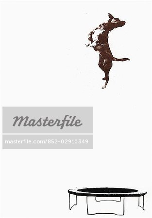 313x450 dog jumping on trampoline - Dog Jumping Drawing