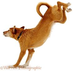 236x230 Best Dog Jump Reference Images Animal Anatomy, Animaux, Border - Dog Jumping Drawing
