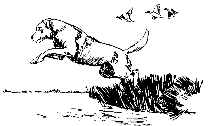 736x440 dog jumping - Dog Jumping Drawing