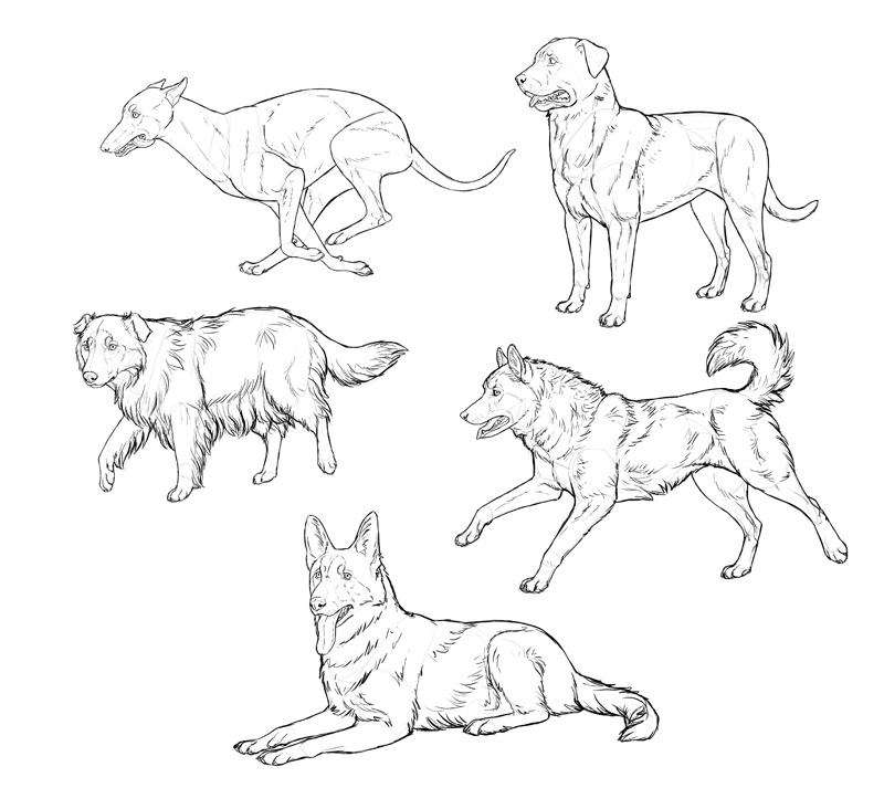 800x732 How To Draw A Dog Details Make The Difference - Dog Line Drawing Art