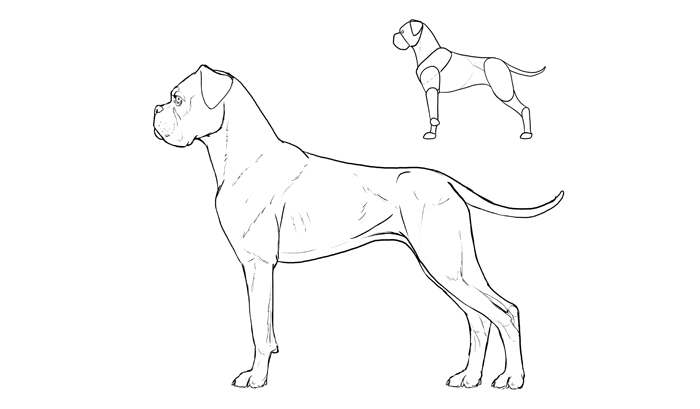 700x409 How To Draw A Dog Details Make The Difference - Dog Line Drawing Art