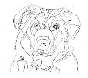 303x268 Learn How To Draw A Dog, Graphite Art Lesson - Dog Line Drawing Art