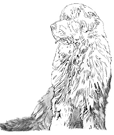 236x280 Computer Uses In Composition - Dog Line Drawing Art